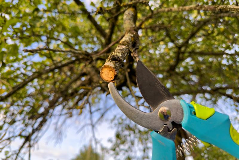 Quand et comment planter des arbres pour embellir durablement votre propriété