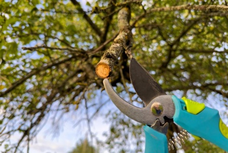 Quand et comment planter des arbres pour embellir durablement votre propriété