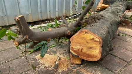 Pourquoi faire appel &agrave; un professionnel pour l'&eacute;lagage d'arbres &agrave; Jouy-le-Moutier ?